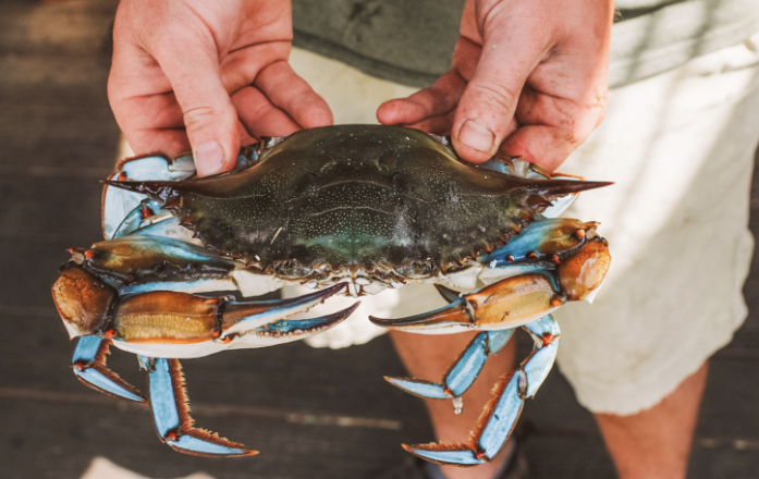 A Maryland Crab to eat for Father's Day.