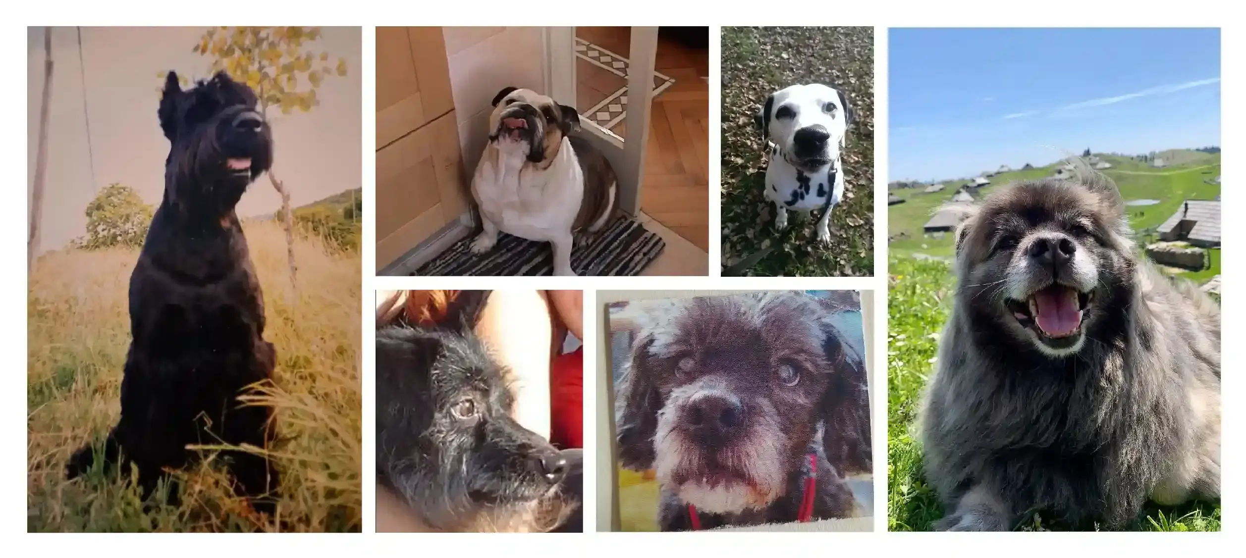 A personalized pet book just for your dog and about your incredible relationship.